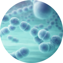 BACTERIAL CNS FLOW CHIP